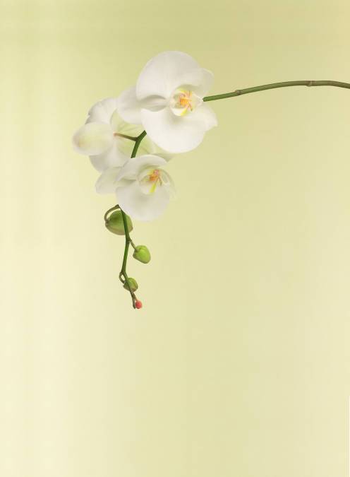 Фотообои Орхидея | арт.28145