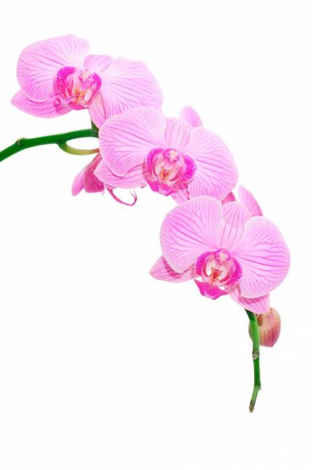 Фотообои Орхидея | арт.28187