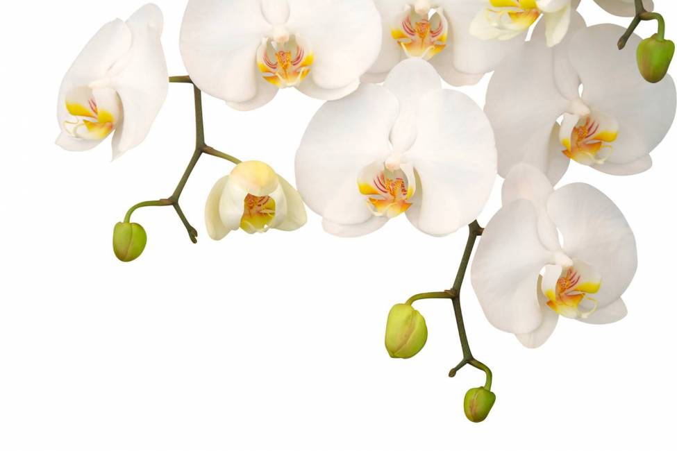 Фотообои Орхидея | арт.28193