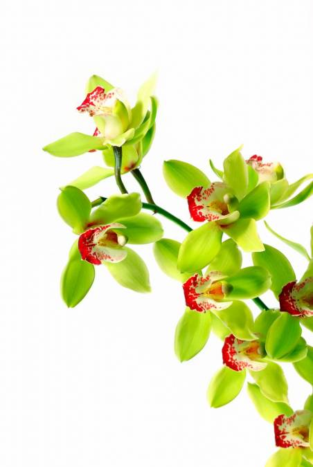 Фотообои Орхидея | арт.28194