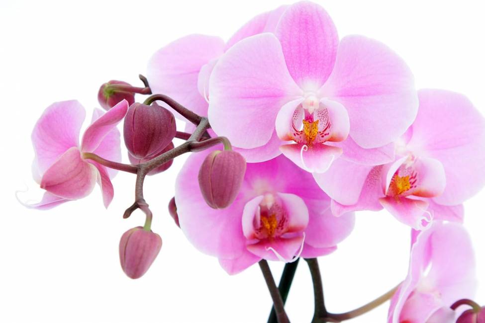 Фотообои Орхидея | арт.28195