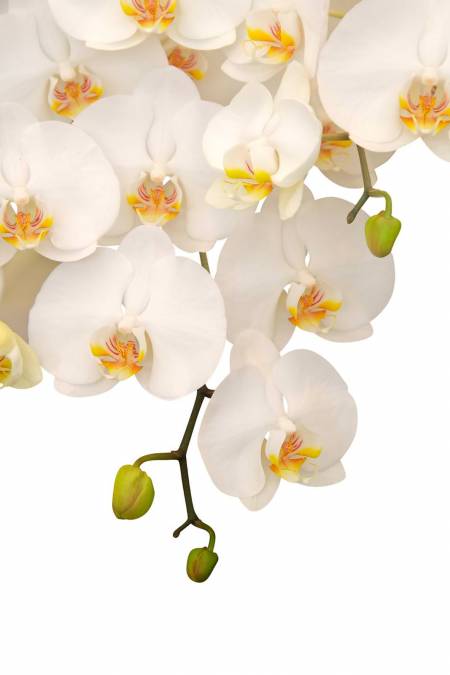 Фотообои Орхидея | арт.28200
