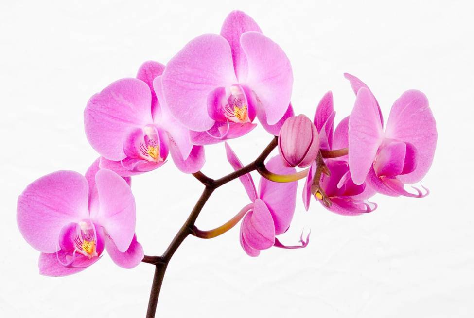 Фотообои Орхидея | арт.28213