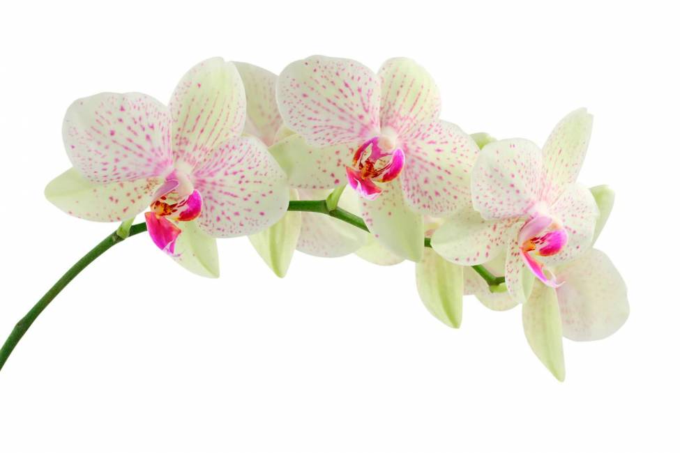 Фотообои Орхидея | арт.28214