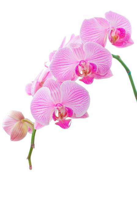 Фотообои Ветка орхидеи | арт.28216