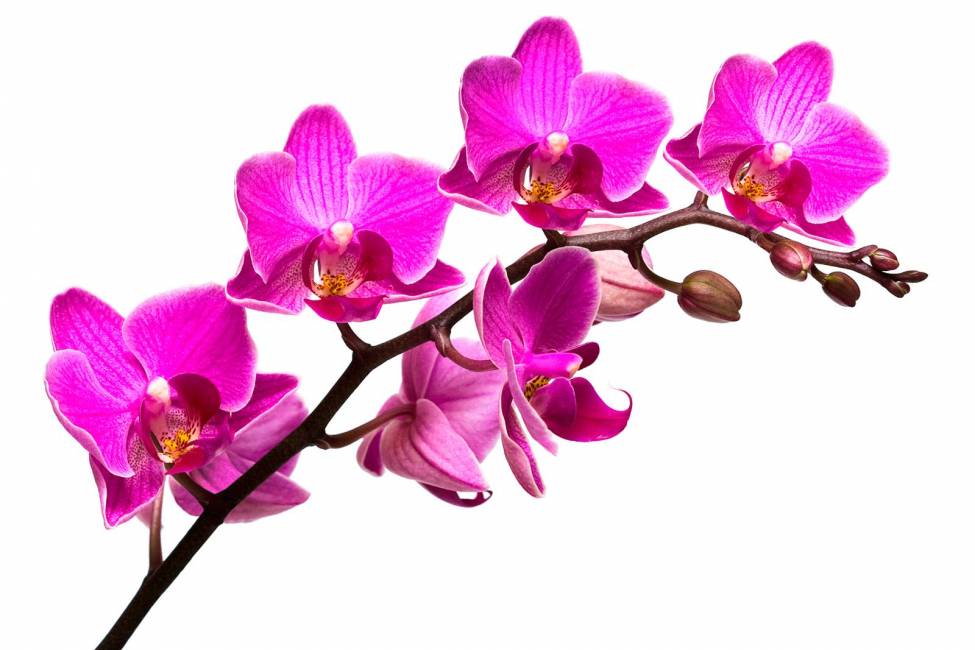 Фотообои Орхидея | арт.28233