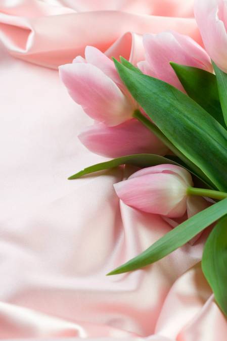 Фотообои Тюльпаны | арт.28292