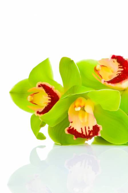 Фотообои Орхидея | арт.28299