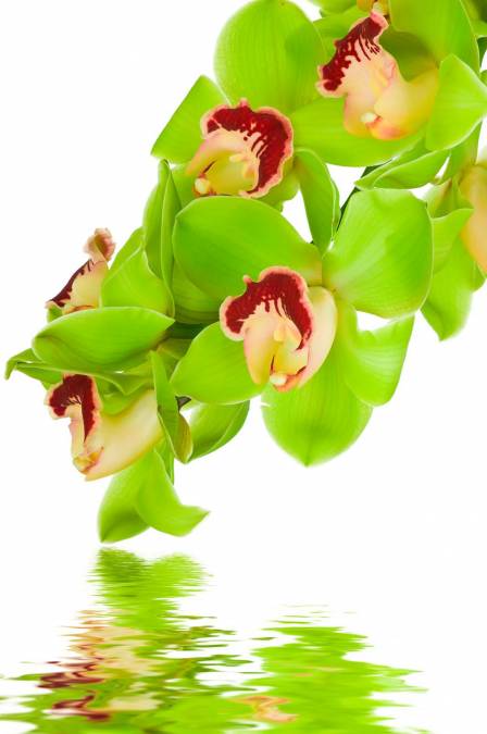 Фотообои Орхидеи | арт.28301