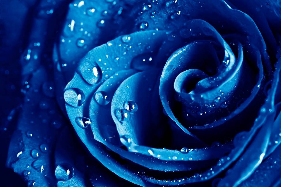 Фотообои Синяя Роза | арт.28304