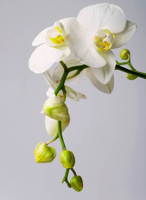 Фотообои Орхидея | арт.28322