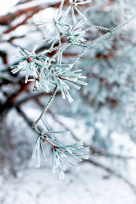 Фотообои Зима | арт.28329