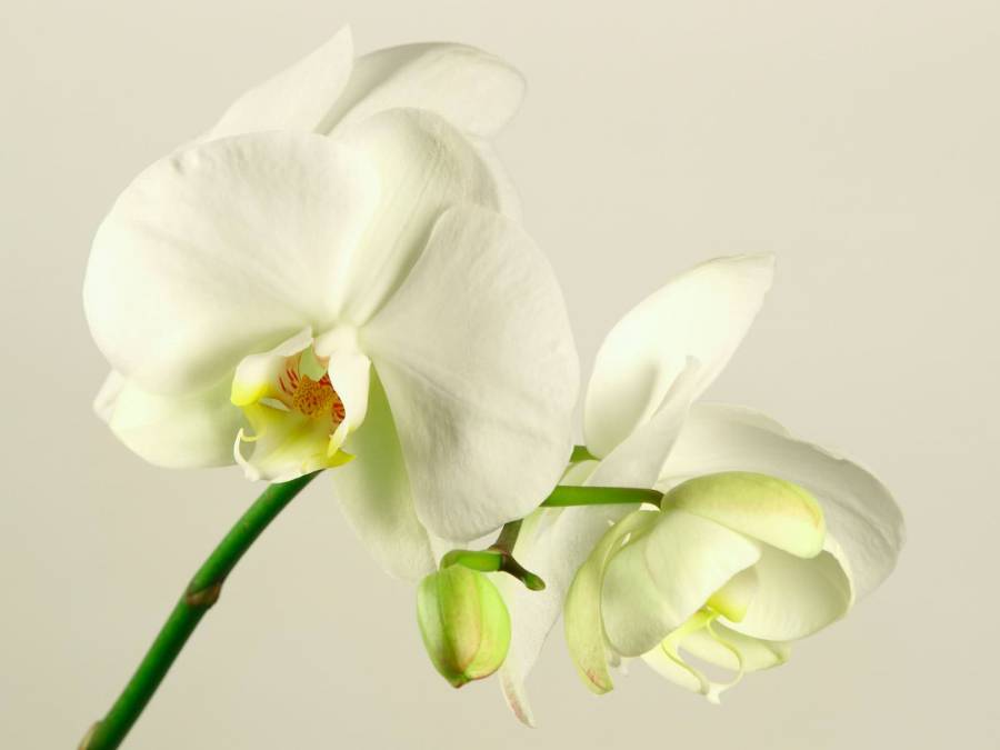 Фотообои Орхидея | арт.28356