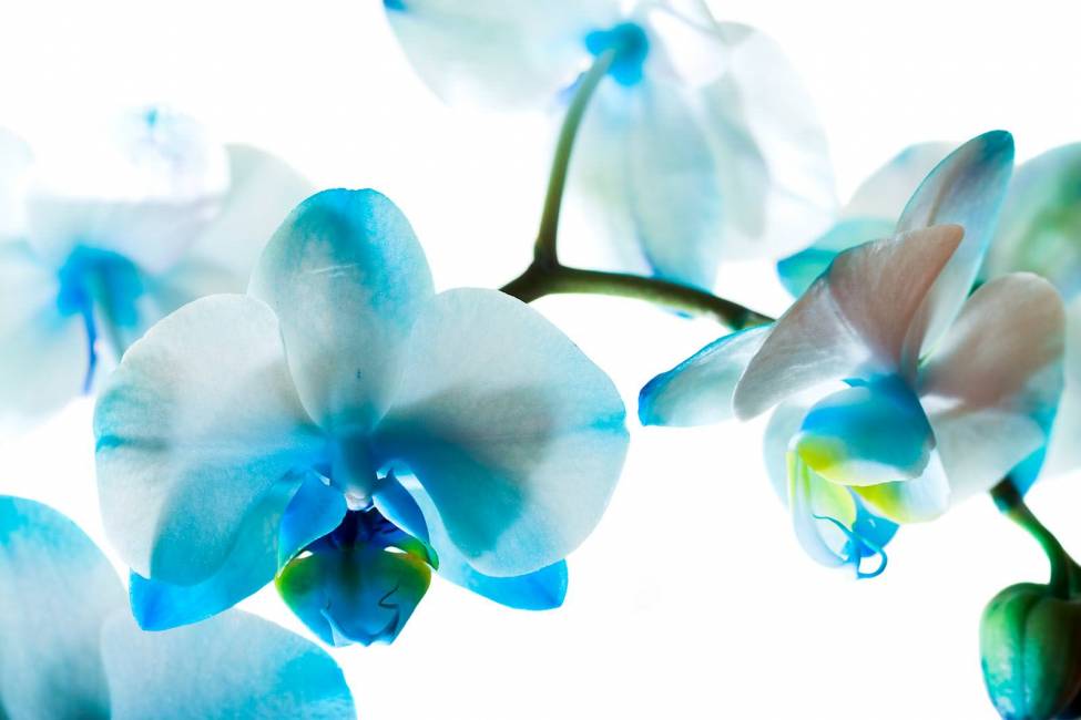 Фотообои Орхидея | арт.28358