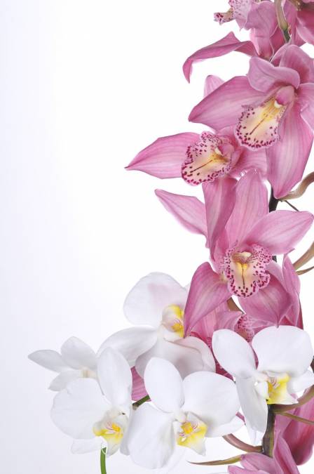 Фотообои Орхидея | арт.28373