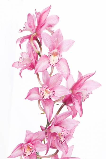 Фотообои Орхидея | арт.28374