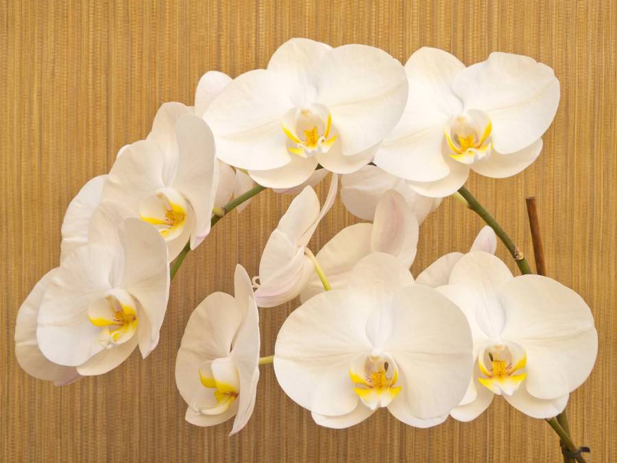 Фотообои Орхидея | арт.28394