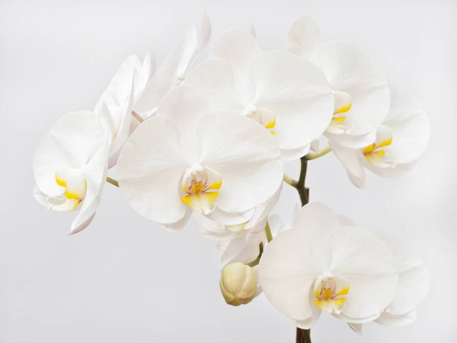 Фотообои Орхидея | арт.28399