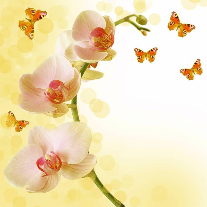 Фотообои Орхидея | арт.28413