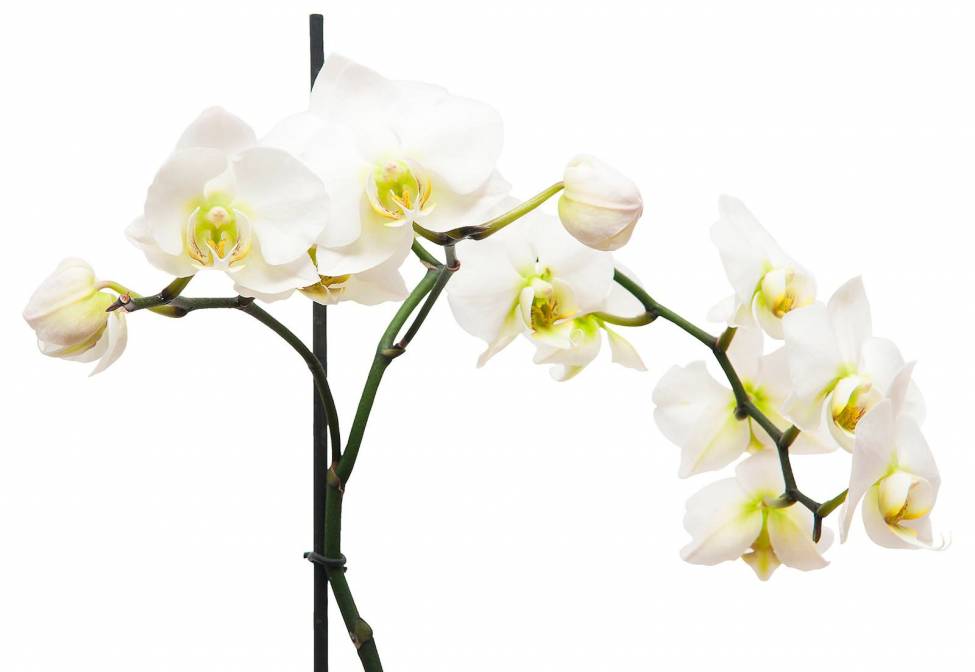 Фотообои Орхидея | арт.28437