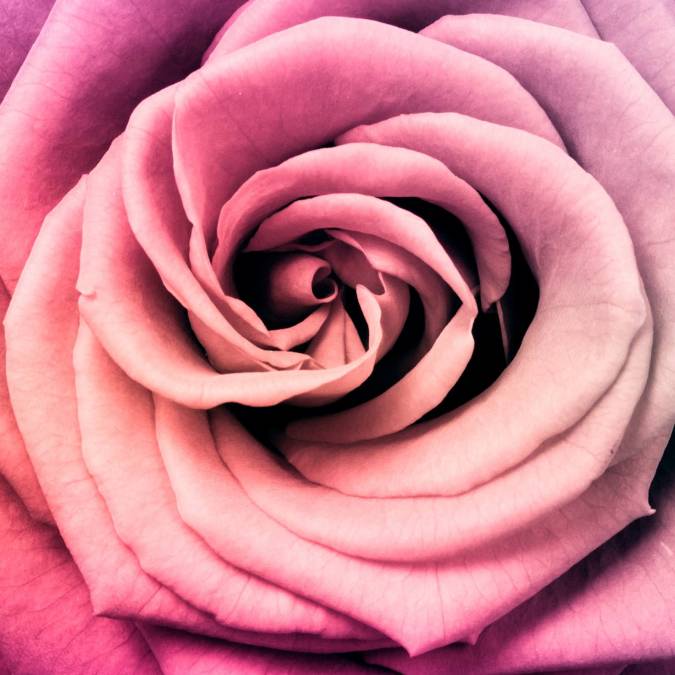 Фотообои Бутон розы | арт.28441