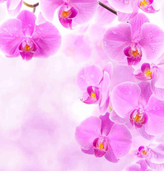 Фотообои Pink Орхидея | арт.28470