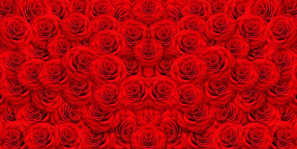 Фотообои Красные розы. Горизонтально | арт.28474