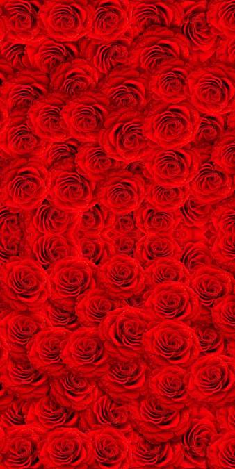 Фотообои Красные розы. Вертикально | арт.28475