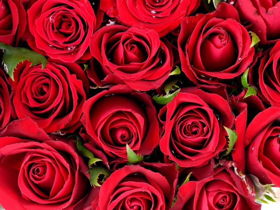 Фотообои Букет красных роз | арт.28478
