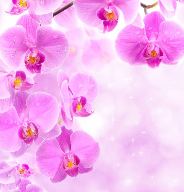 Фотообои Розовые орхидеи | арт.28480
