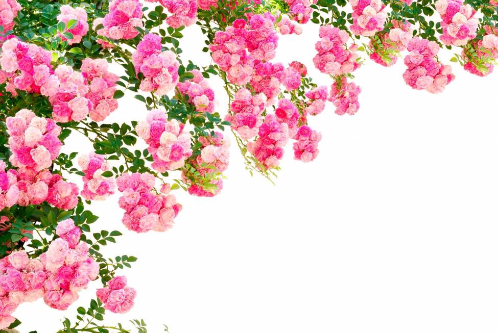 Фотообои Кустарник с розовымии цветами | арт.28499