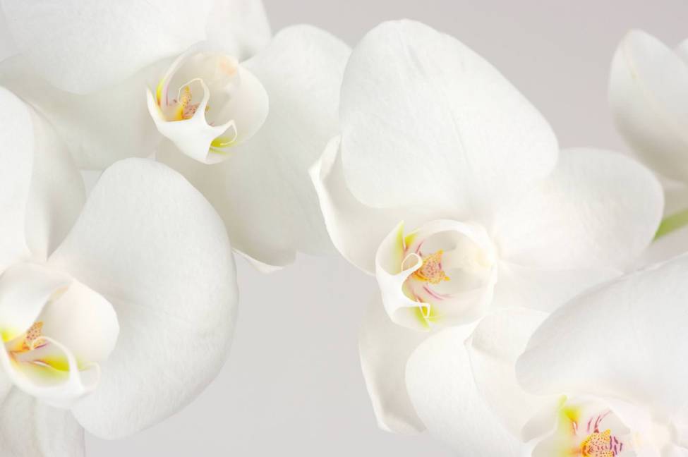 Фотообои Белая орхидея | арт.28502
