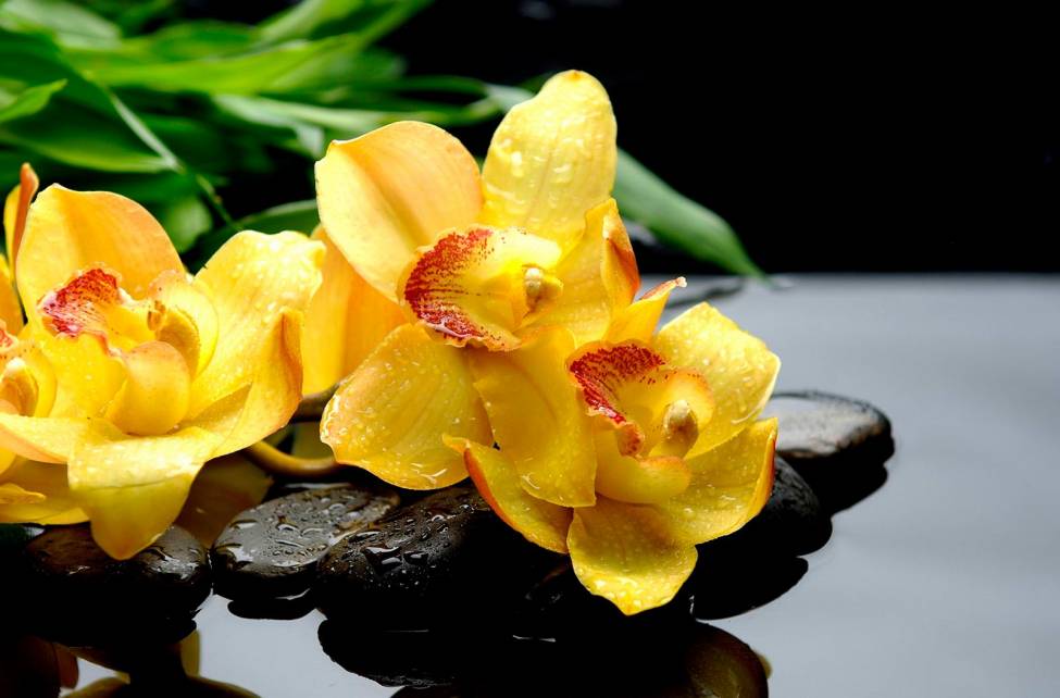 Фотообои Желтые Орхидеи | арт.28516