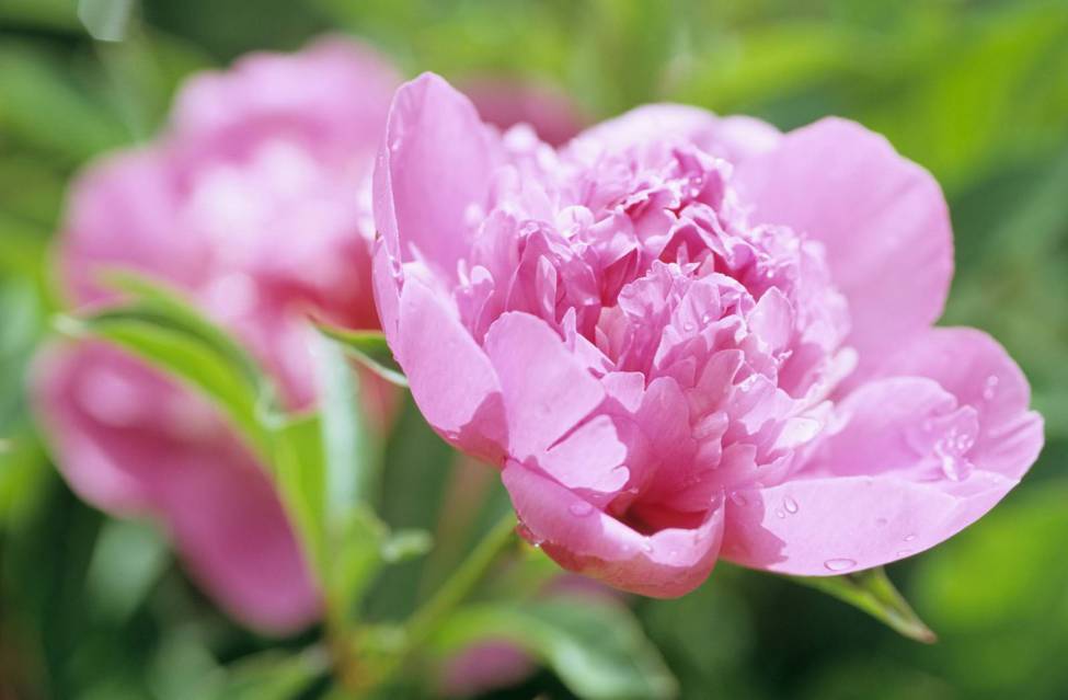 Фотообои Розовый цветок | арт.28523