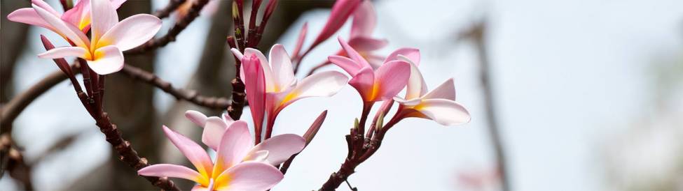 Фотообои Нежные цветы на ветвях | арт.28553
