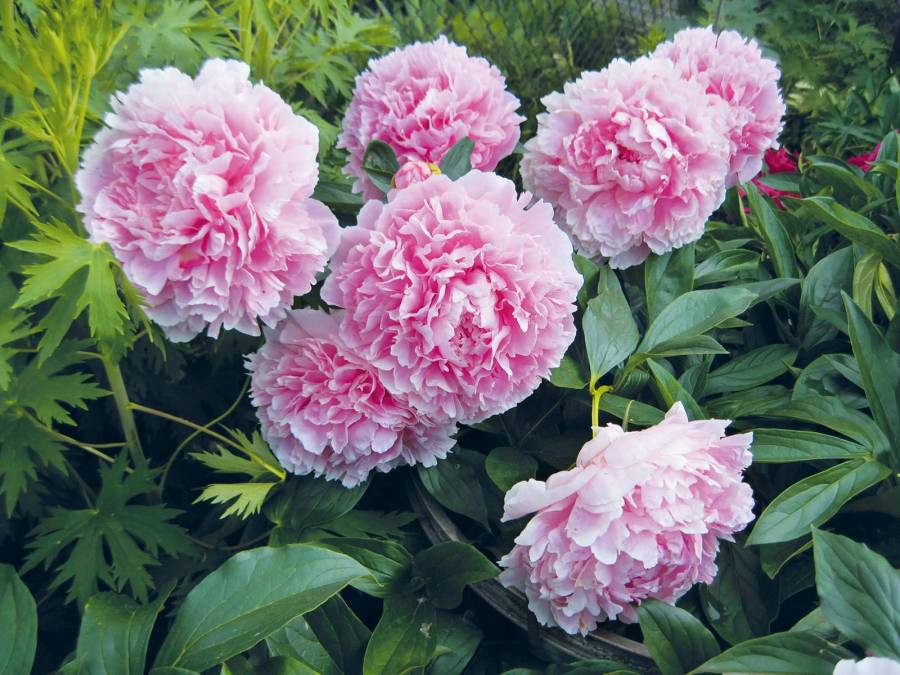 Фотообои Розовые Пионы в саду | арт.28564