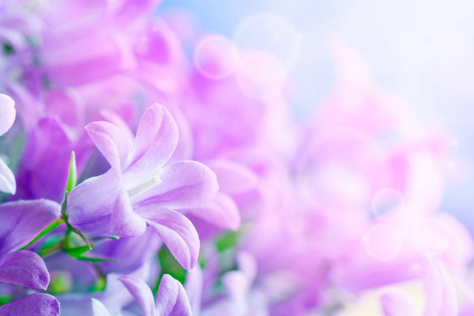Фотообои Фиолетовые цветы | арт.28585