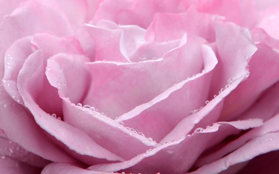 Фотообои Розовая роза | арт.28594