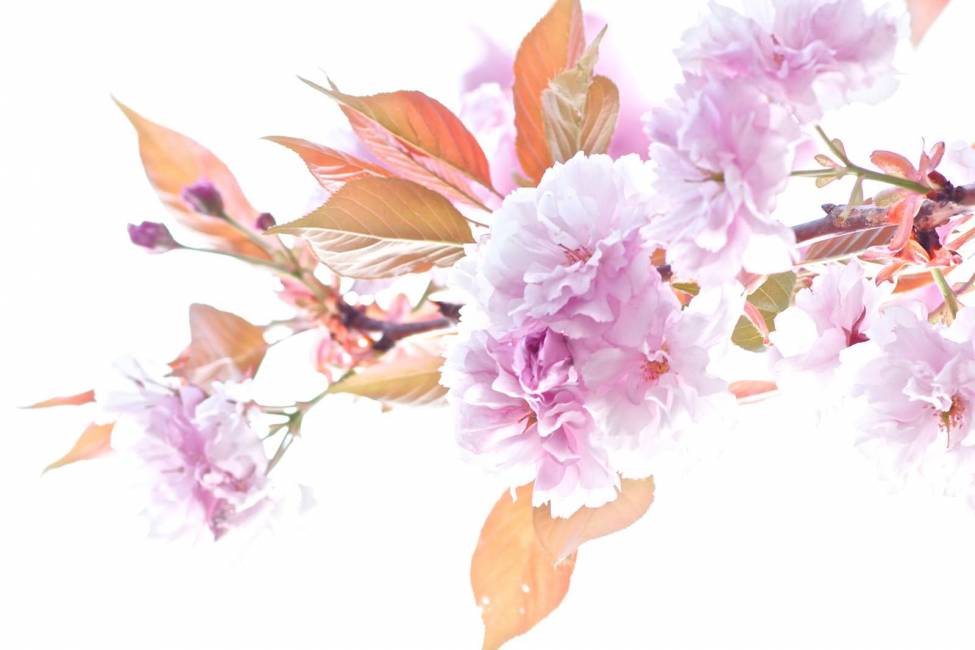 Фотообои Ветвь цветущей сакуры | арт.28611