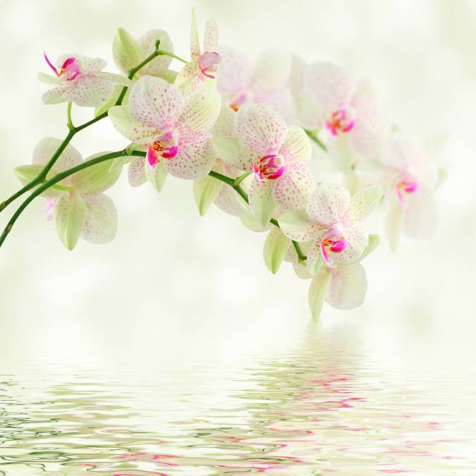 Фотообои Белая орхидея | арт.28619