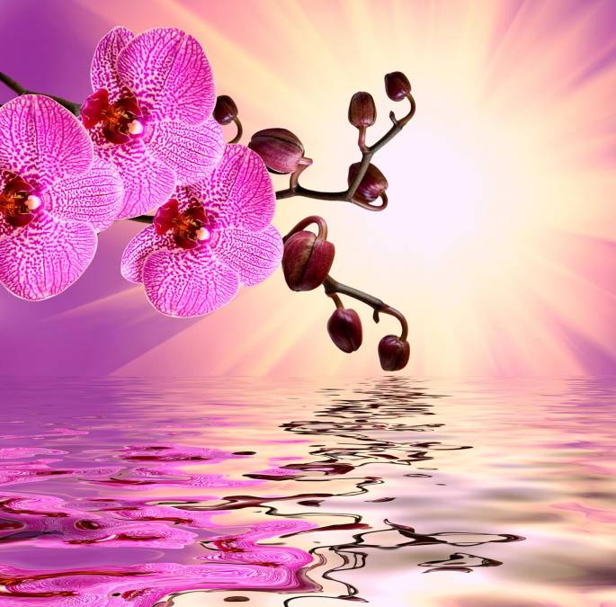 Фотообои Розовая орхидея | арт.28622