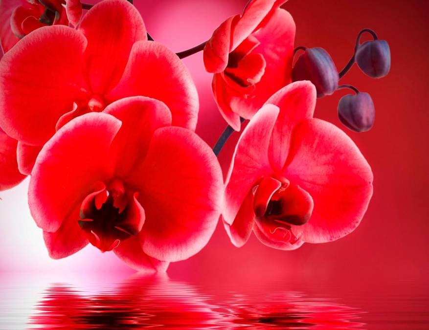 Фотообои Красная орхидея | арт.28623
