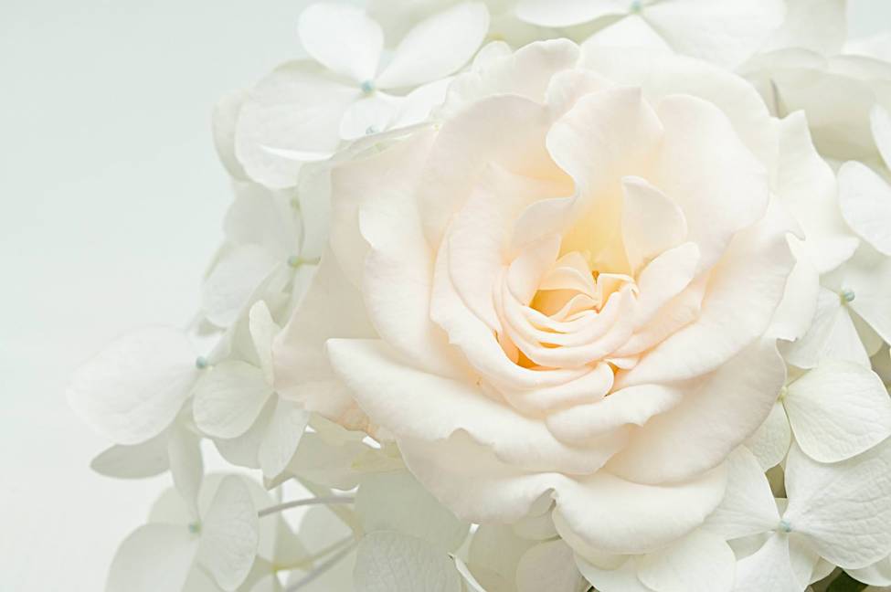 Фотообои Белая роза | арт.28624