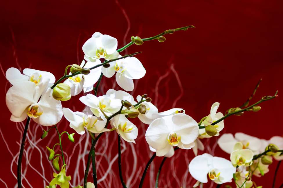Фотообои Орхидея | арт.28626