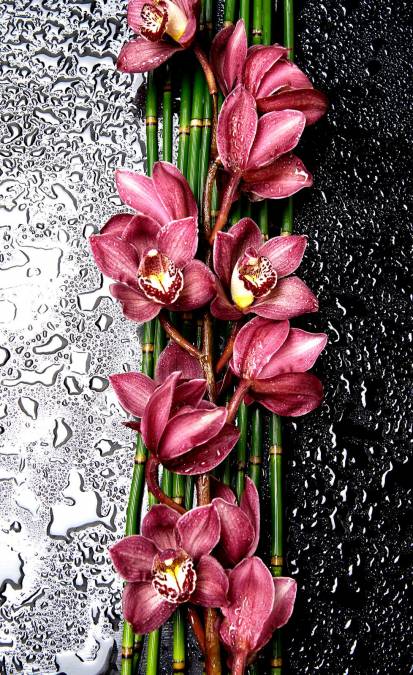 Фотообои Орхидеи | арт.28627