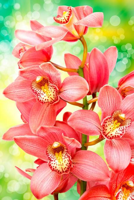Фотообои Орхидея | арт.28631