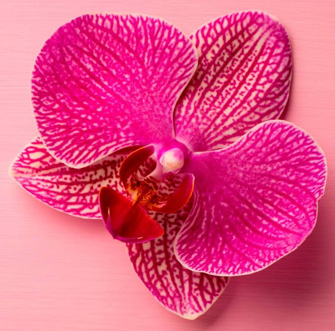 Фотообои Орхидея | арт.28632