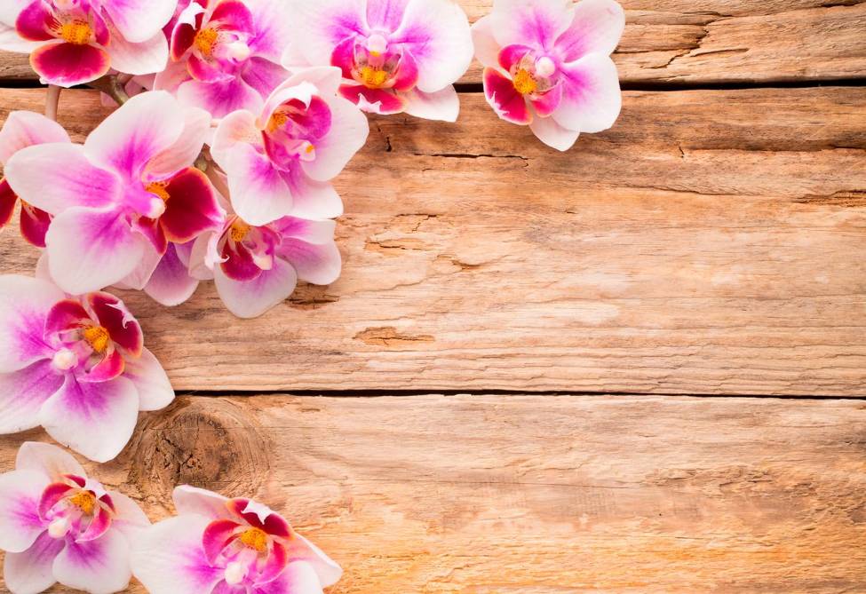 Фотообои Розовые орхидеи | арт.28634