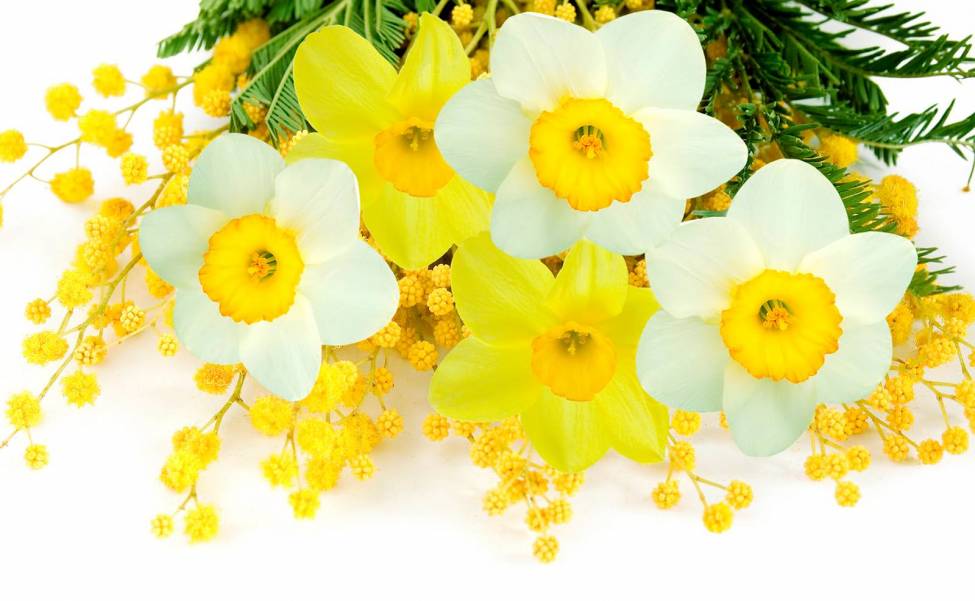 Фотообои Желтые цветы | арт.28664