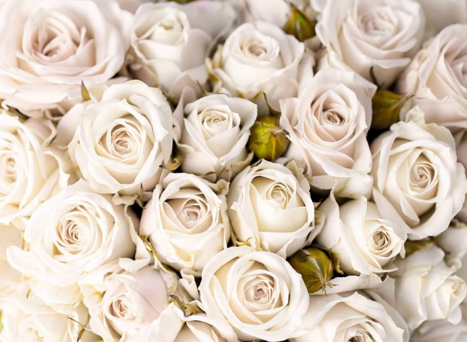 Фотообои Белые розы | арт.28671